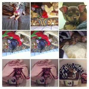 Meet your Posher, Brandon